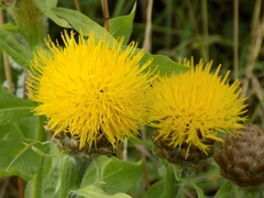 Centaurea macrocephala