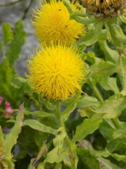 Centaurea macrocephala