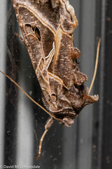 Autographa flagellum