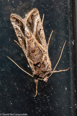 Autographa flagellum