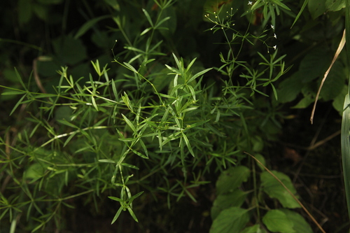 Galium abaujense