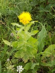 Centaurea macrocephala