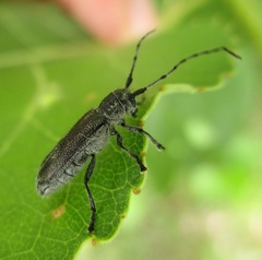 Saperda inornata