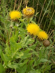Centaurea macrocephala