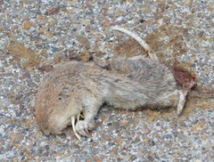 Geomys personatus