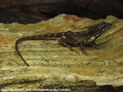 Sitana devakai