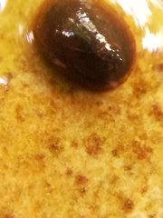 Ancylus fluviatilis