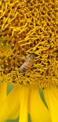 Apis mellifera