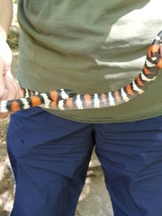 Lampropeltis multifasciata