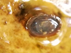 Ancylus fluviatilis