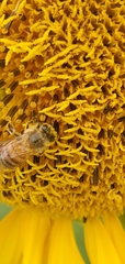 Apis mellifera