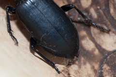 Broscus semistriatus