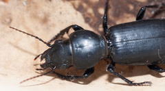 Broscus semistriatus