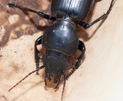 Broscus semistriatus