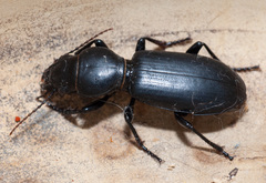 Broscus semistriatus