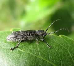 Saperda inornata