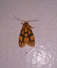 Miltochrista terminospota