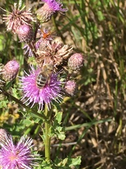 Apis mellifera