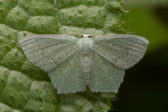 Maxates melancholica