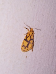 Miltochrista terminospota