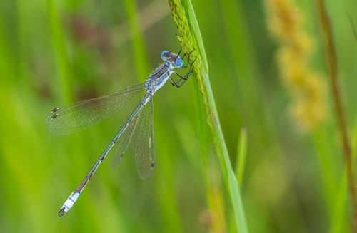 Lyre-tipped Spreadwing photo 3