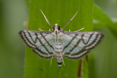 Ravanoa xiphialis