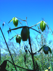 Albuca papyracea