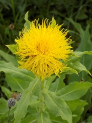 Centaurea macrocephala