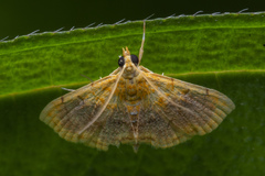 Mabra eryxalis