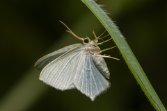 Maxates melancholica