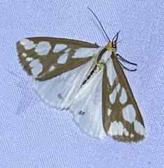 Haploa confusa