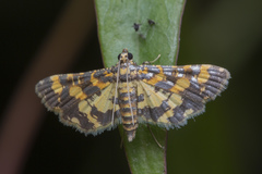 Eurrhyparodes tricoloralis