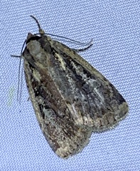 Eueretagrotis sigmoides