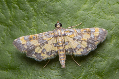 Eurrhyparodes tricoloralis