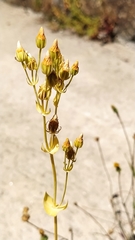 Blackstonia perfoliata