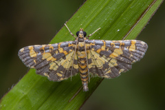 Eurrhyparodes tricoloralis