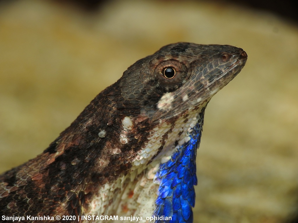 Devaka's Fan-Throated Lizard