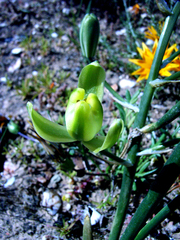 Albuca papyracea