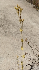 Blackstonia perfoliata