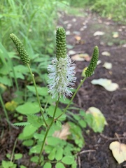 Sanguisorba stipulata