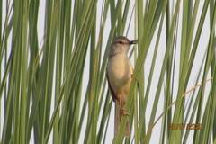 Prinia lepida