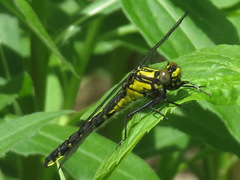 Hylogomphus adelphus