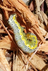 Pyrrhia