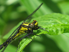 Hylogomphus adelphus