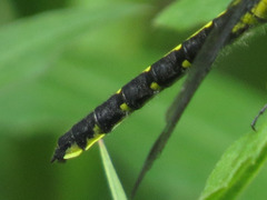 Hylogomphus adelphus