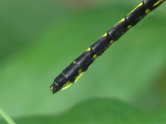 Hylogomphus adelphus