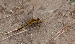 Sympetrum costiferum