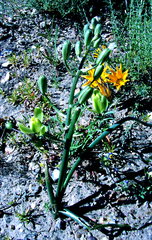 Albuca papyracea
