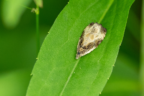 Raspberry Leafroller Moth photo 2