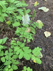 Sanguisorba stipulata